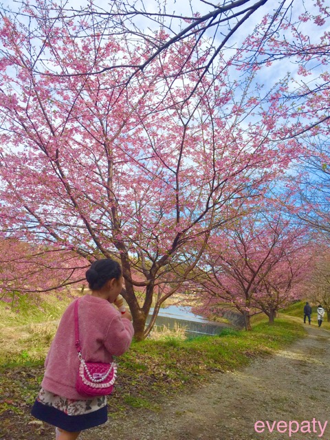 東大山の河津桜祭り2019