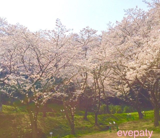 浜松フラワーパークの桜
